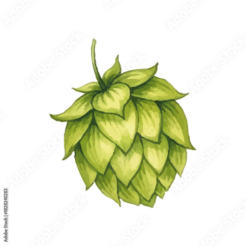 Watercolor-style hop (beer) illustration／水彩テイストのホップ・ビールのイラスト