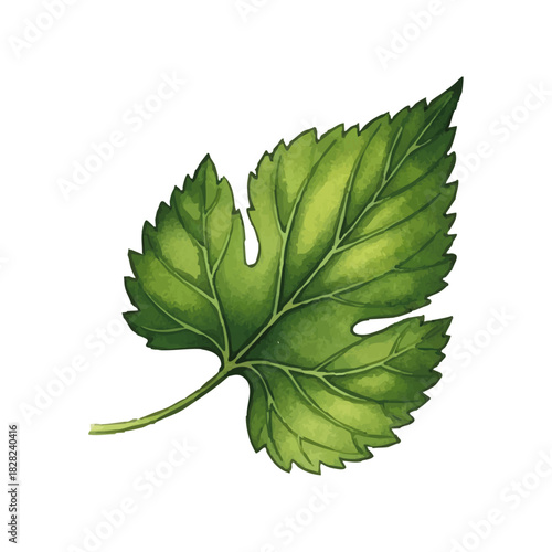 Watercolor-style hop (beer) illustration／水彩テイストのホップ・ビールのイラスト