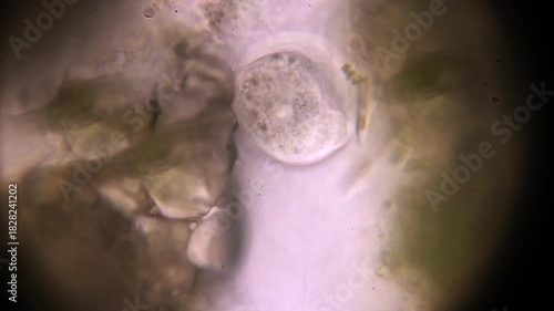 Microscopic Organism