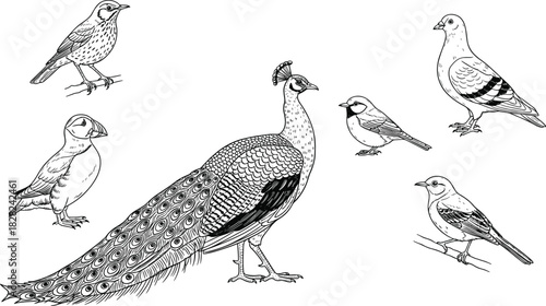 PrintCollection of vector bird sketches, isolated peacock puffin pigeon and songbirds, black and white line art illustrations for nature graphic design elements.