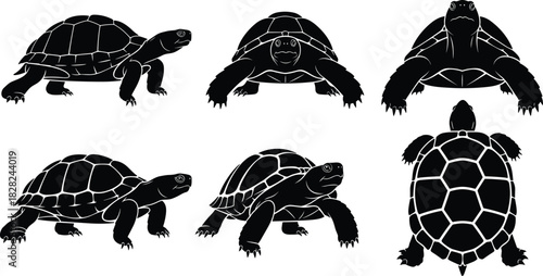 Tortoise silhouette illustration set showing various poses, detailed shell patterns, reptile designs, wildlife graphics for nature artwork, education, and animal projects