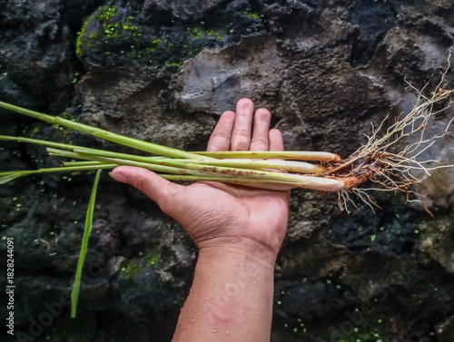 close-up photograph of a hand holding several stalks of fresh lemongrass