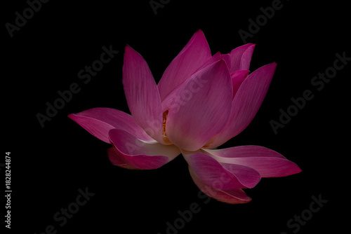 pink lotus flower
