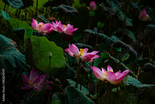 pink lotus flower