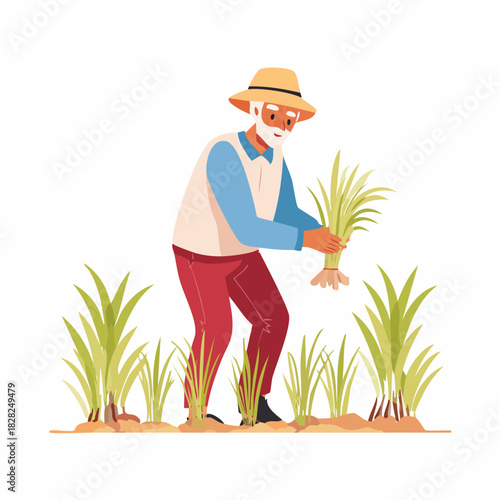 Farmer Planting Rice Seedlings in Field.