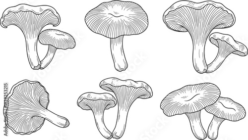 chanterelle mushrooms illustration, botanical ink drawing, edible fungi sketch, forest mushroom art, gourmet food fungi, nature-inspired mushroom design