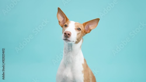 Adorable podenco ibicenco dog with big ears curiously looking around. Cute and funny purebred canine posing in a studio with blue background