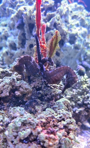 Lined seahorse - (Hippocampus erectus)