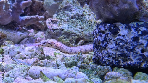 The messmate pipefish - (Corythoichthys haematopterus) 
