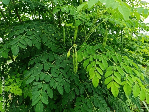 Close-up view of a vibrant moringa tree, showcasing its lush green leaves and slender seed pods.