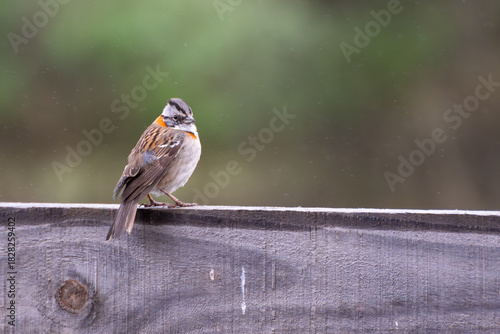 Rufous-collared sparrow, typical of South America, also called chingolo