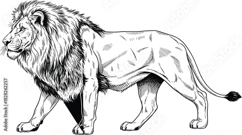 Black and white lion line art illustration in side profile with full mane, muscular body, realistic wild animal vector