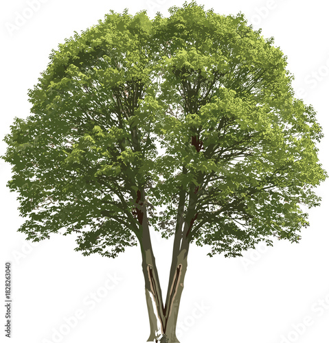 Isolated deciduous tree with twin trunks and lush green foliage on white background for botanical, landscape, and design illustration use