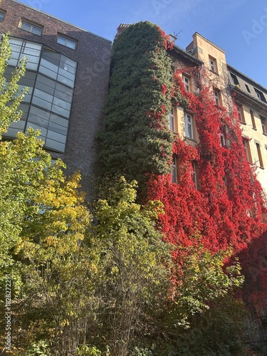 Berlin Germany October 2025 Building facade covered in green and bright red ivy under clear sky