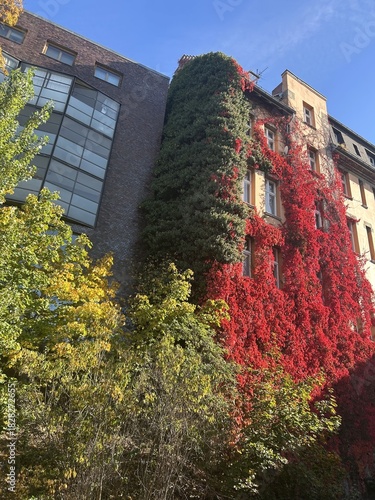 Berlin Germany October 2025 Building facade covered in green and bright red ivy under clear sky