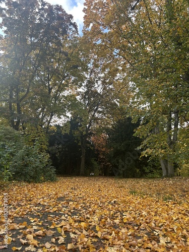 Berlin Germany October 2025 Leaf covered park path framed by autumn trees under soft sky