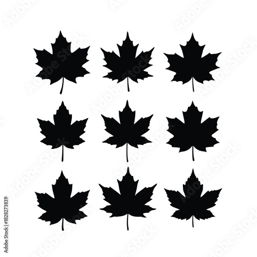 Nine black maple leaf silhouettes on white background vector