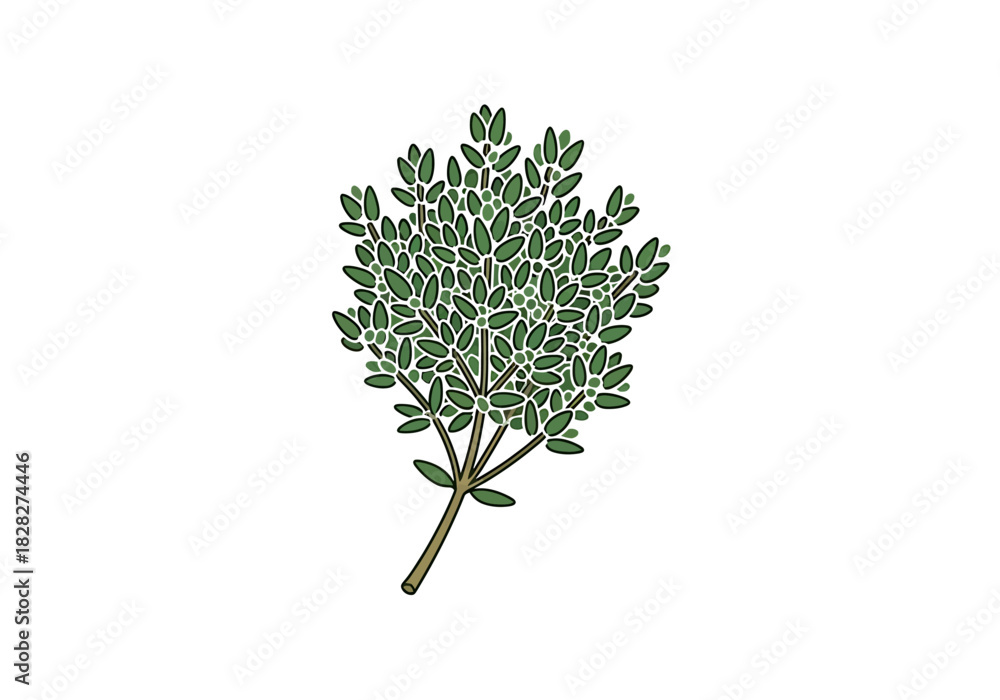 Naklejka premium Fresh Green Sprig Botanical Herb Drawing