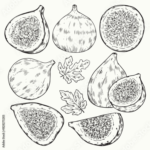 Isolated hand drawn fresh figs outline drawing illustration