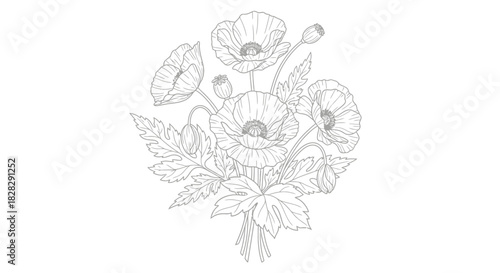 Delicate poppy floral sketch: Detailed outline illustration of poppy blossoms arrangement