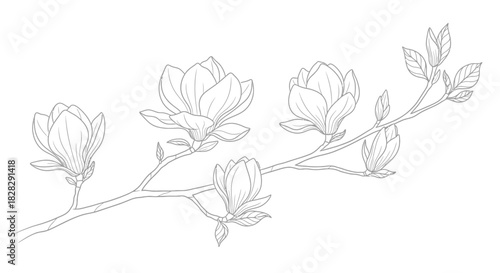 Elegant magnolia blossom branch line art illustration, spring floral motif sketch drawing