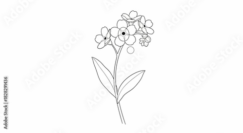 Delicate forget-me-not blossom illustration a simple botanical artwork for designs and illustrations
