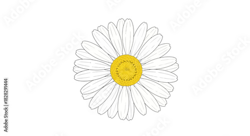 Detailed digital sketch of a white daisy with a bright yellow center on white background