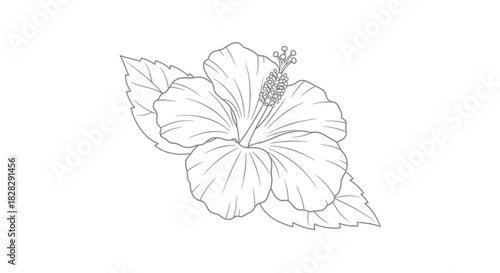 Detailed botanical illustration of a hibiscus flower with fine line work and elegant stamen design