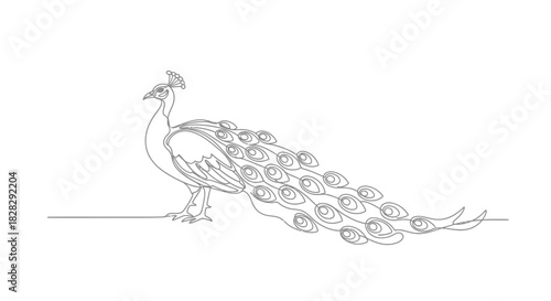 Elegant peacock illustration showcasing a single continuous line drawing style with intricate tail