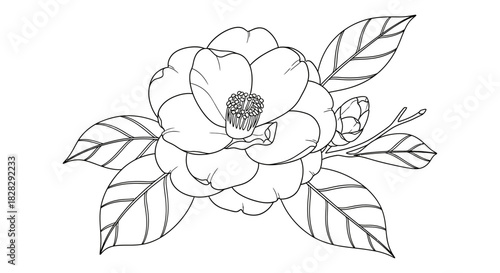 Exquisite camellia flower outline illustration offering a clean and minimalist design