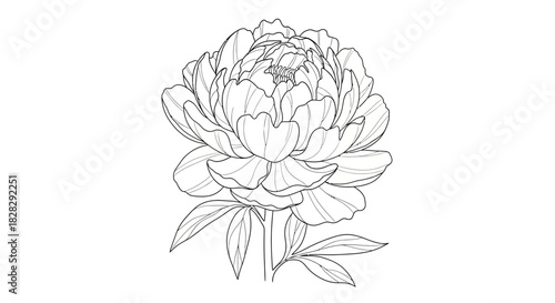 Delicate peony flower illustration displaying intricate petals and verdant leaves