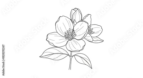 Delicate floral line art illustration depicting blossoming jasmine flowers and buds