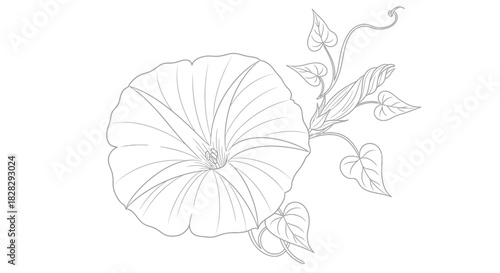 Elegant contour illustration of a blooming morning glory with leaves on white backdrop