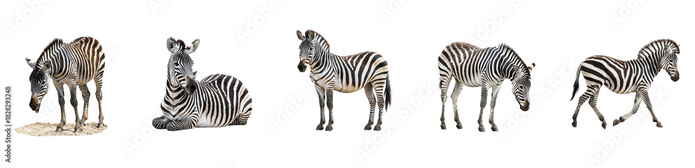 Fototapeta premium Collection of Zebra grooming A zebra uses its teeth or paws to clean its fur or face. full length isolate on transparent background