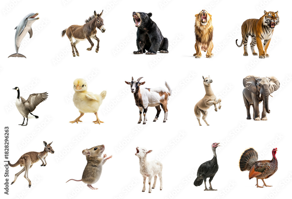 Fototapeta premium Dolphin communicating A dolphin opens its mouth or raises its body to signal. full length isolate on transparent background