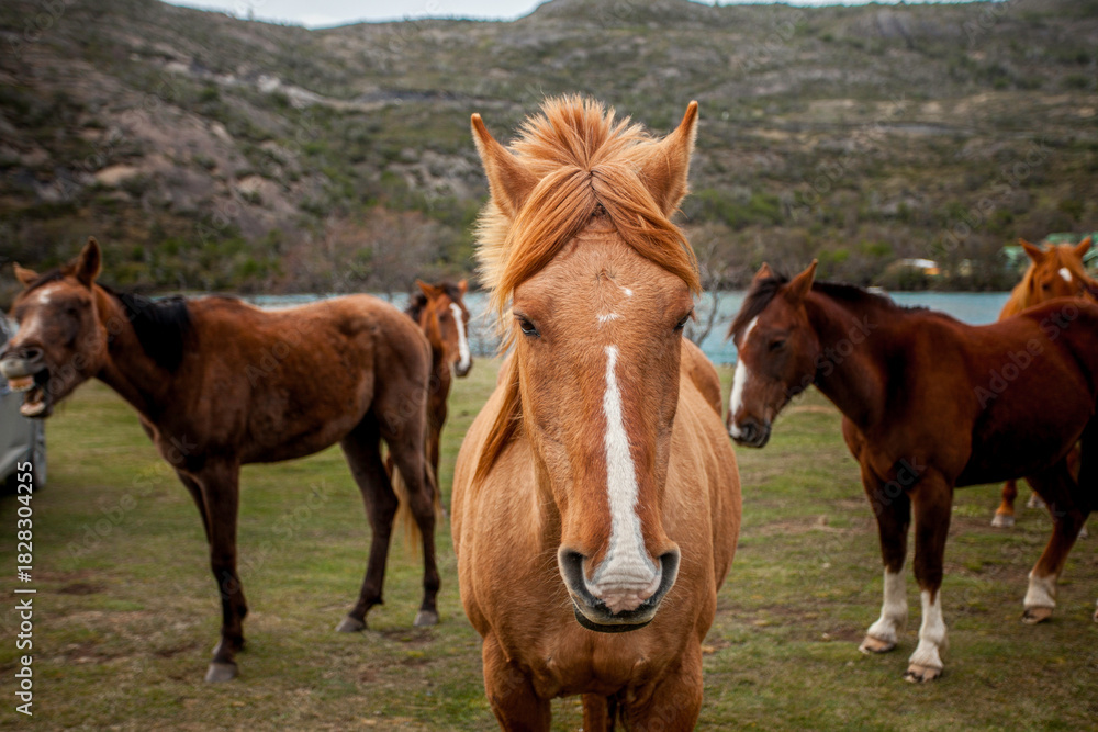 Fototapeta premium Quiet Company