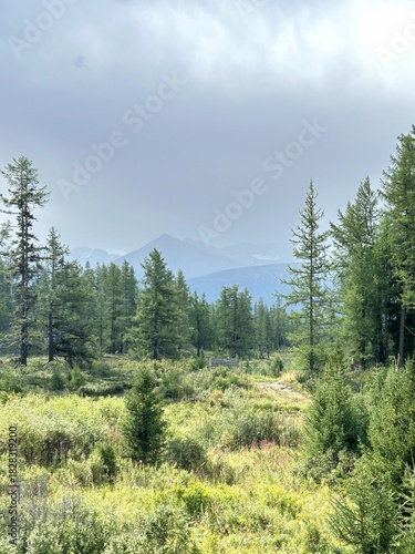 Tranquil mountain meadow shrouded in fog and lush growth