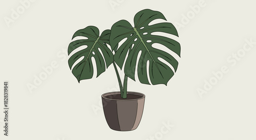 Illustration of a potted Monstera deliciosa plant with decorative foliage for botanical designs