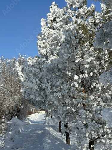 Chilly morning enhances snowkissed floral landscape by hedgerow