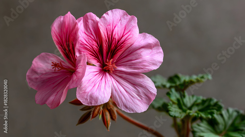 PinkGeraniumBlossomsCloseUp