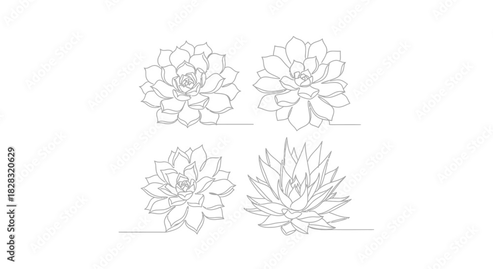 Fototapeta premium Elegant succulent plant outlines creating a simple yet sophisticated botanical art piece
