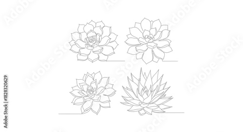 Elegant succulent plant outlines creating a simple yet sophisticated botanical art piece