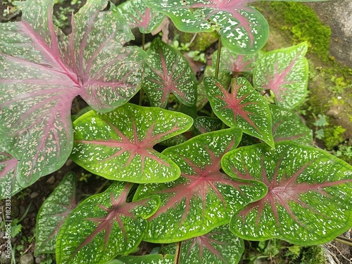 A vibrant cluster of Caladium leaves displaying striking green, pink, and white variegation with bold vein patterns