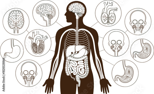 Detailed Human Body Silhouette Vector Diagram with Internal Organs, Brain, Heart, Digestive System, Rib Cage, and Skull Line Art for Medical Education.