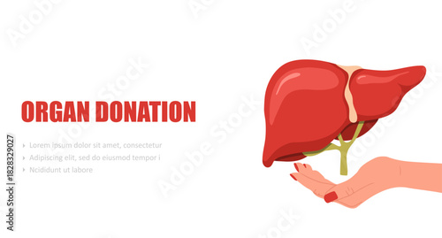 Organ donation concept. Human liver in female hands. Medical flat vector illustration with organ model.