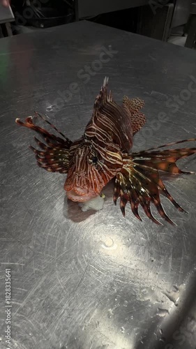 Lionfish, colorful, brightly colored fish.a dangerous fish with poisonous spines