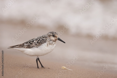 sanderling on the beach