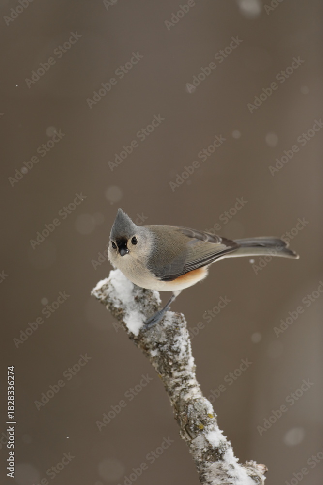 Fototapeta premium Titmouse on snowy birch branch