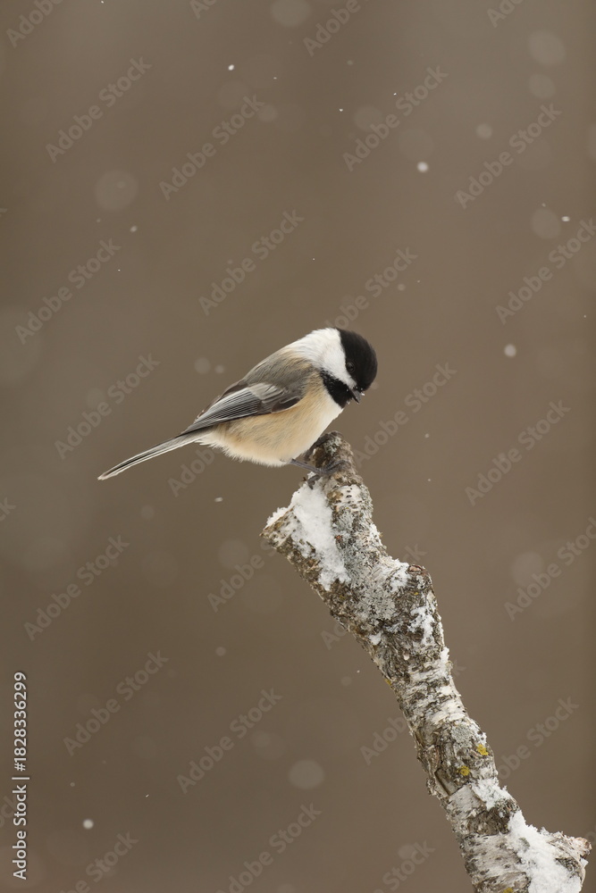 Obraz premium chickadee on birch in the snow