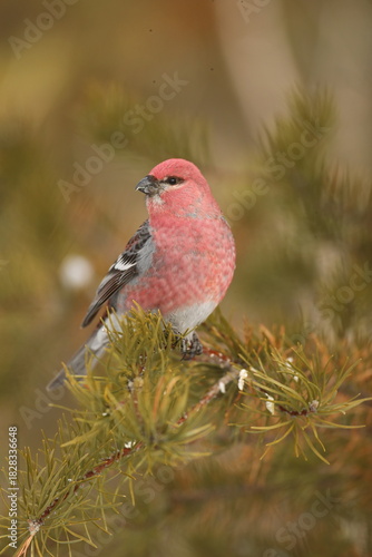 Male pine grosbeak on fir tree